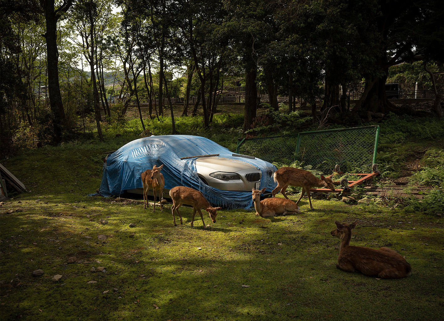 Andréas Lang, Deer and Car